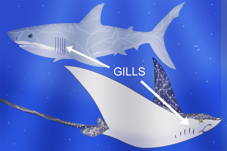 Cartilaginous and bony fish have gills and plates to breathe